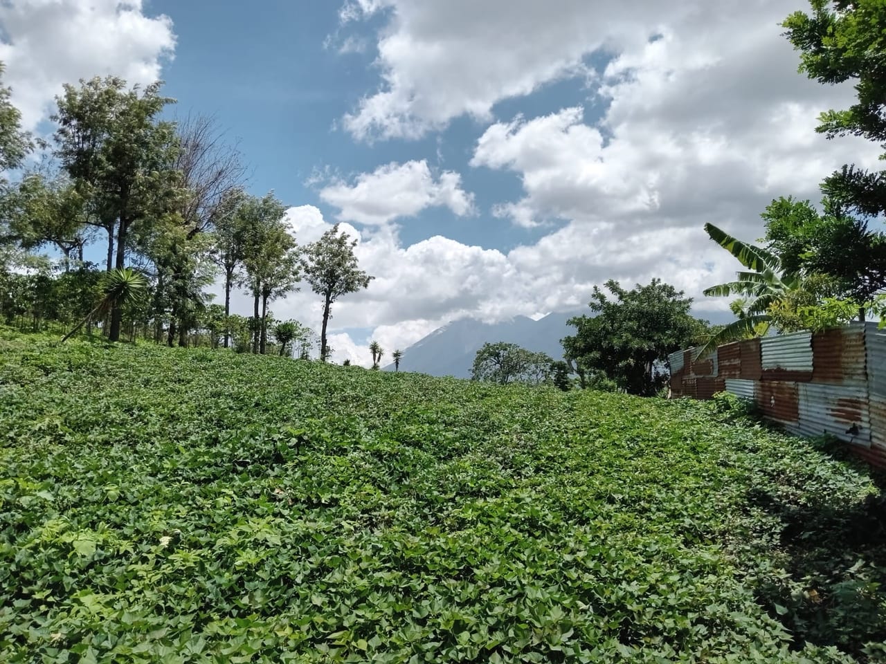 Terreno en venta Ciudad Vieja (*20) — foto 10 de 14