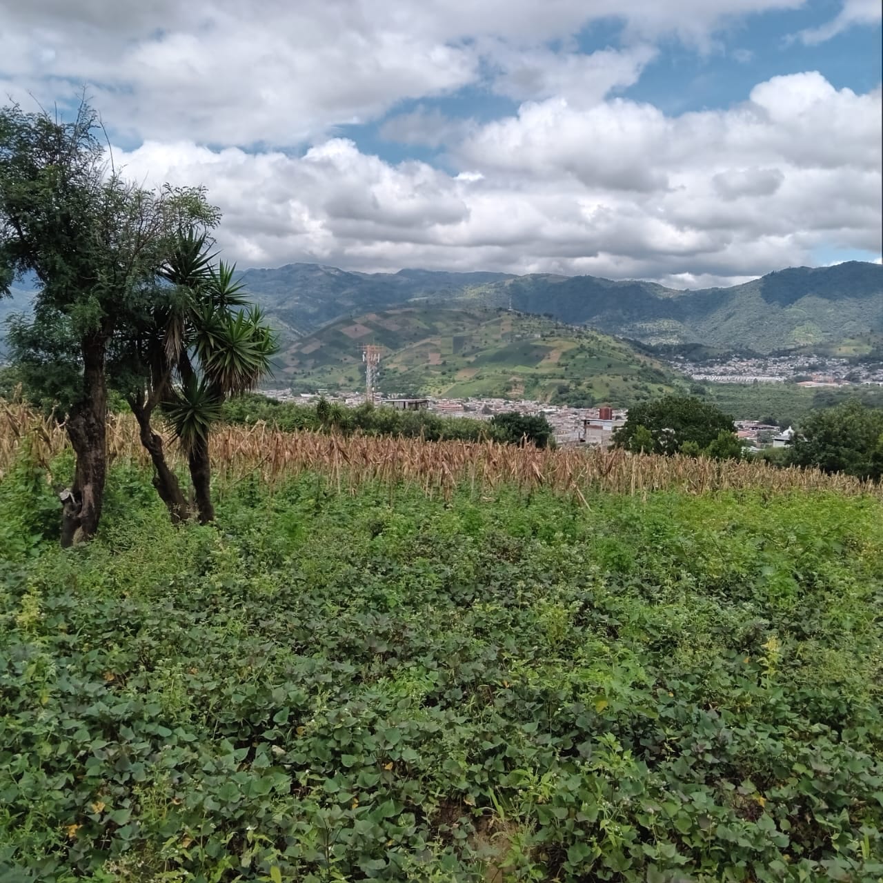 Terreno en venta Ciudad Vieja (*20) — foto 11 de 14